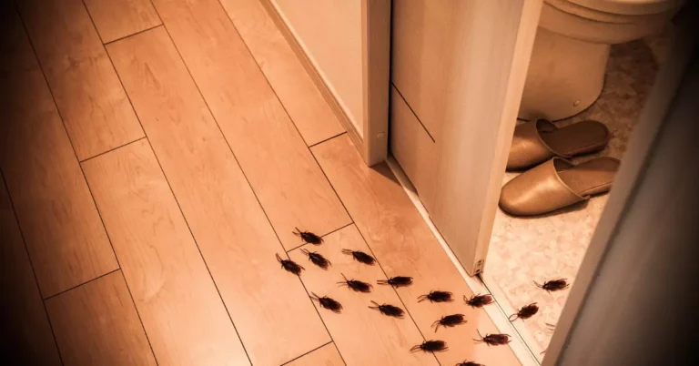 Can a Landlord Get in Trouble for Roaches? Rental Awareness