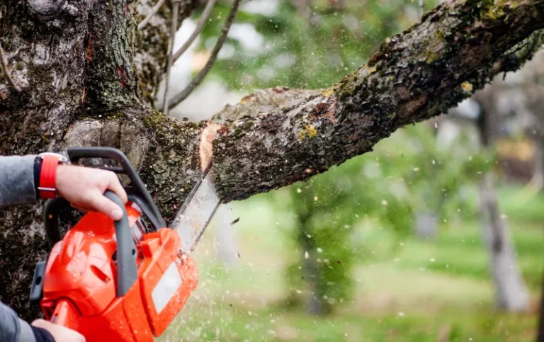Can a Neighbor Cut Your Tree? The Truth Behind Tree Trimming