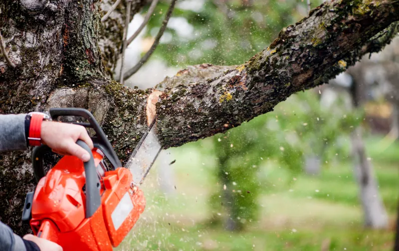 Can a Neighbor Cut Your Tree? The Truth Behind Tree Trimming in Texas