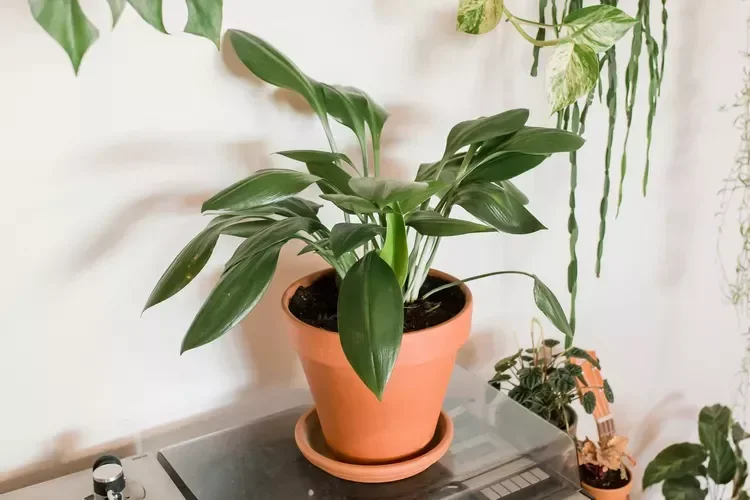 30 Beautiful Indoor Plants That Will Transform Your Home Into a Green Paradise 5 Cast Iron Plant