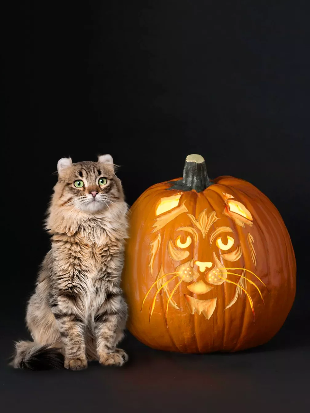 65 Free Pumpkin Carving Templates to Transform Your Porch 62 Cat Pumpkin Carving Stencil