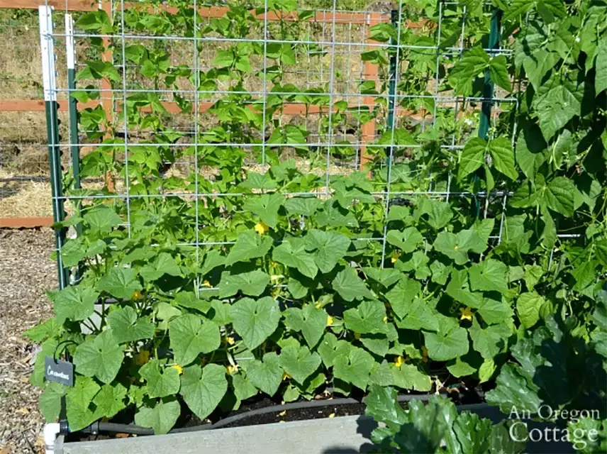 Cattle Panel Cucumber Trellis