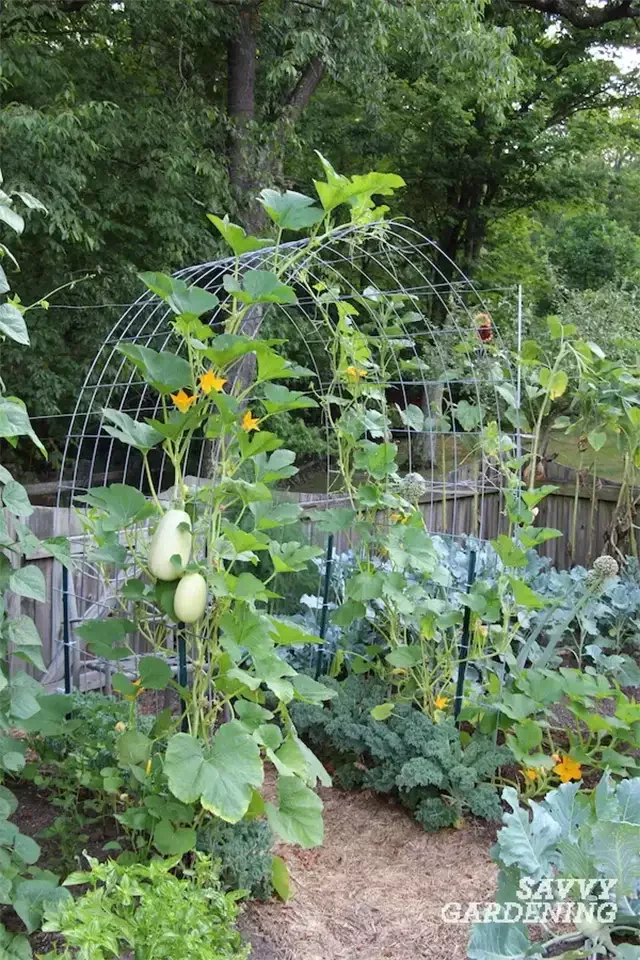 13 Beautiful DIY Garden Arch Projects to Transform Your Outdoor Space Cattle Panel Trellis Arch