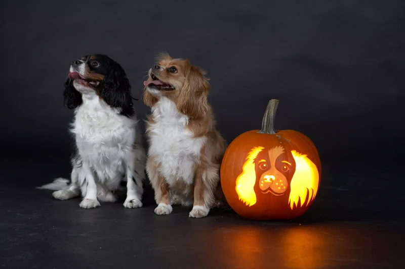 23 Canine Pumpkin Carving Templates That Are Free & Fun 23 Cavalier King Charles Spaniel Pumpkin