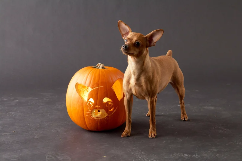 23 Canine Pumpkin Carving Templates That Are Free & Fun 3 Chihuahua Pumpkin