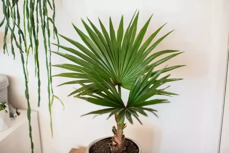 30 Beautiful Indoor Plants That Will Transform Your Home Into a Green Paradise 19 Chinese Fan Palm