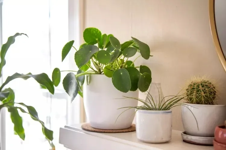 30 Beautiful Indoor Plants That Will Transform Your Home Into a Green Paradise 28 Chinese Money Plant