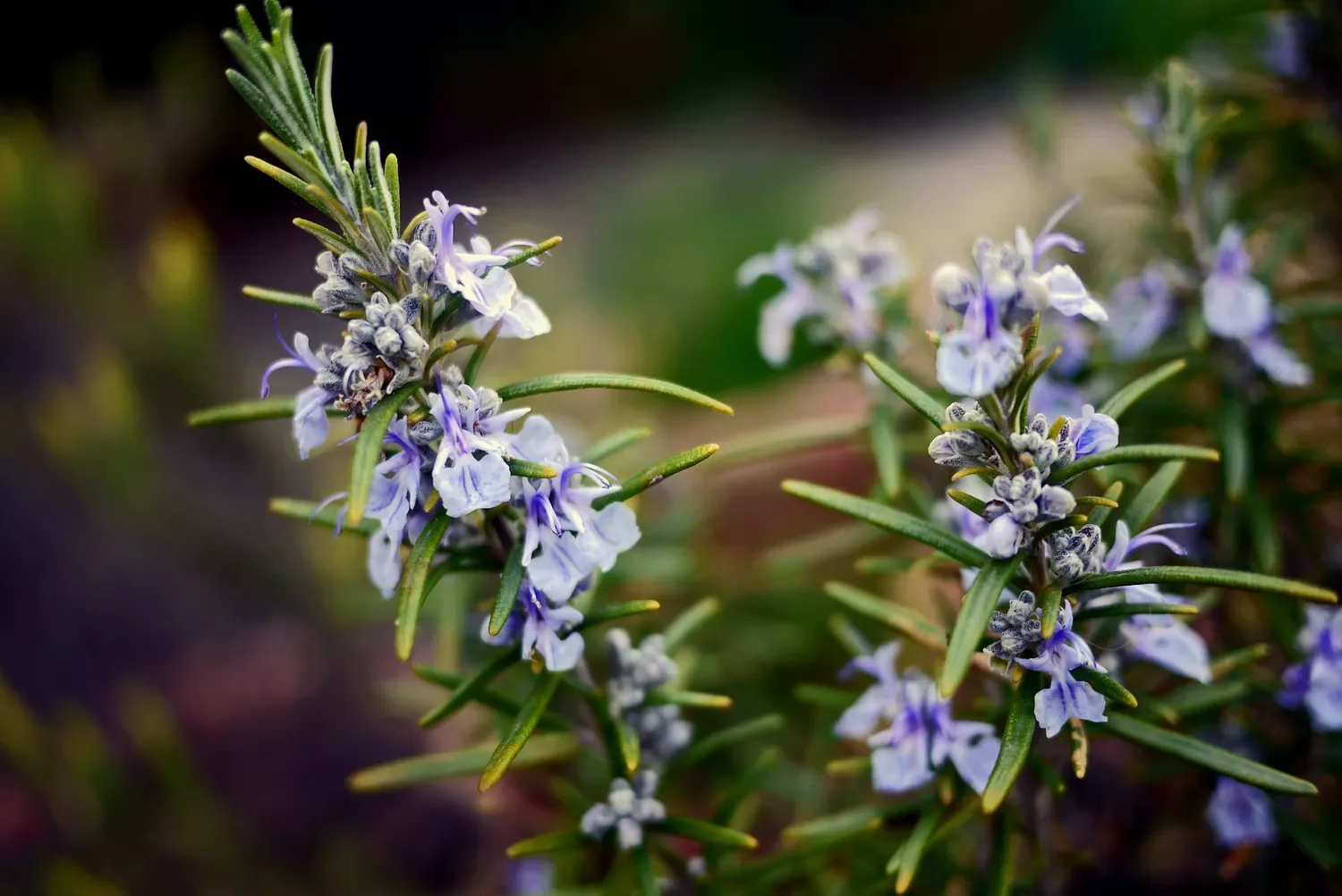 37 Creative Herb Garden Ideas to Transform Your Indoor and Outdoor Spaces Choose Herbs With Bright Blooms