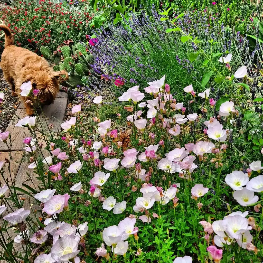 15 Stunning Wildflower Garden Designs to Transform Your Backyard Into a Natural Paradise Choose Showy Native Wildflowers