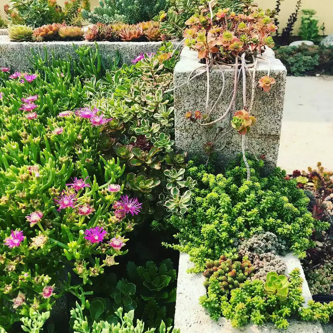 Cinder Block Raised Beds