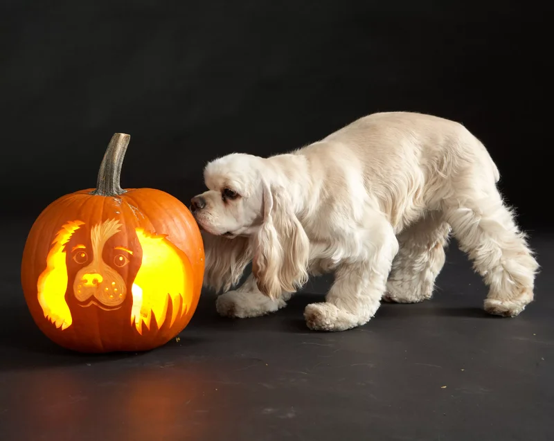 23 Canine Pumpkin Carving Templates That Are Free & Fun 12 Cocker Spaniel Pumpkin