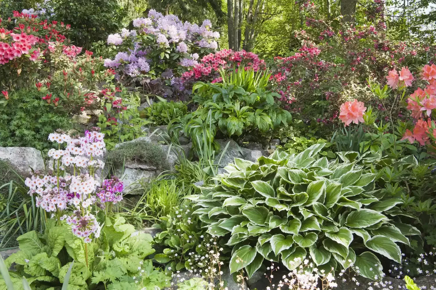 82 Stunning Front Yard Landscaping Ideas to Transform Your Home's Curb Appeal This Spring Colorful Woodland Blooms