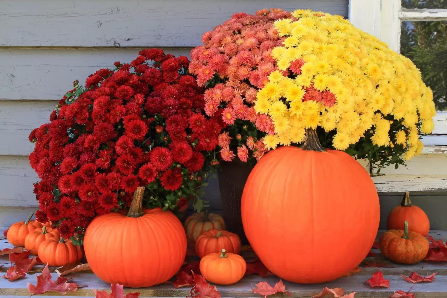 20 Stunning Fall Container Ideas to Transform Your Outdoor Space 2 Combine Mums and Pumpkins