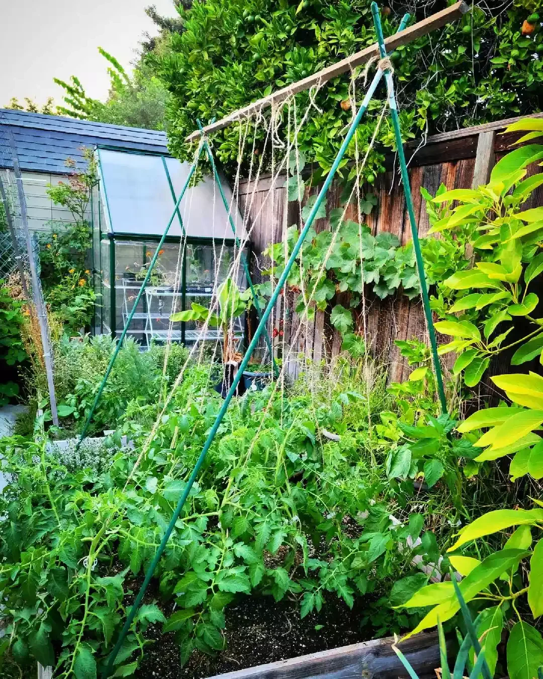 Combine Poles and Twine
