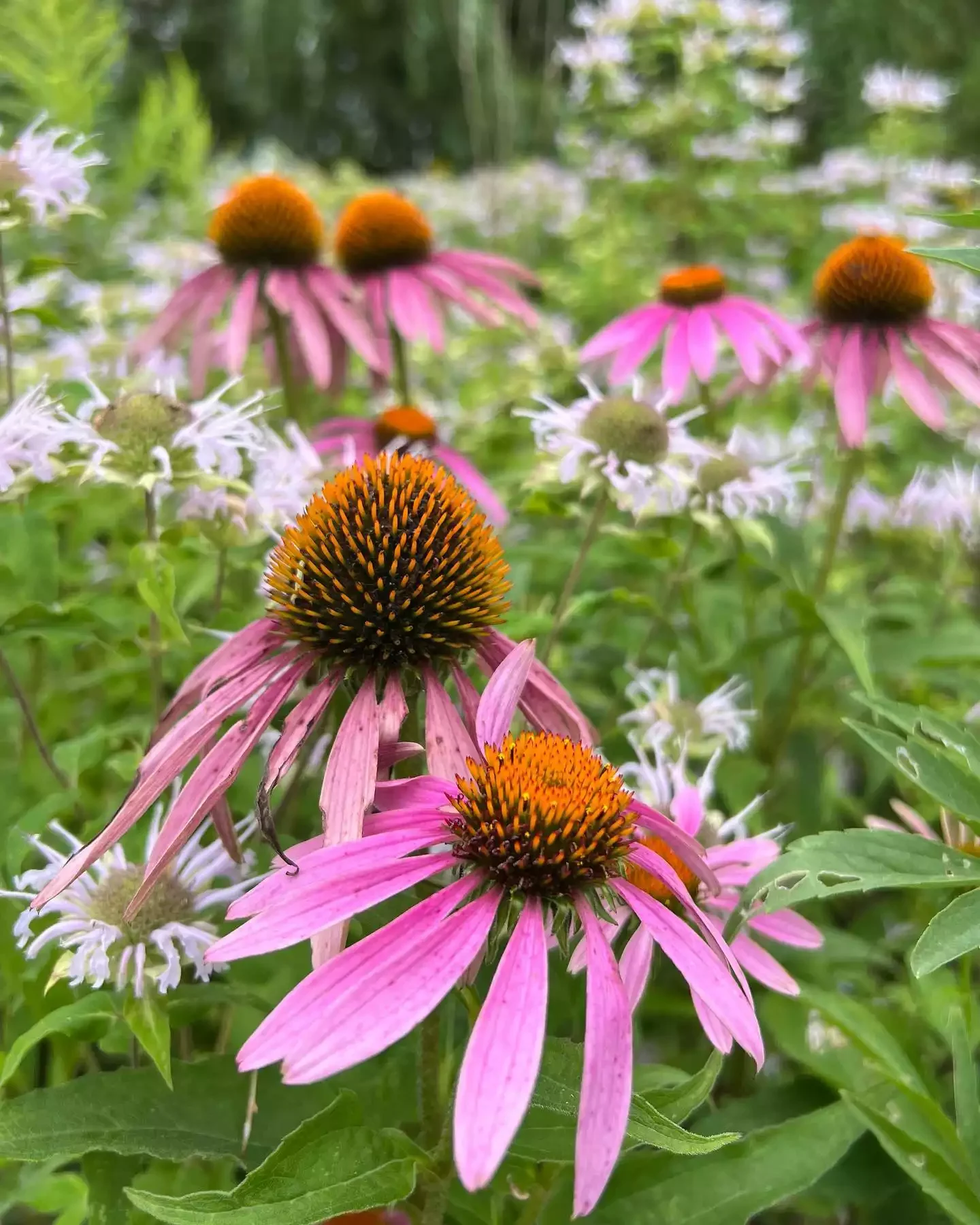 20 Stunning Fall Container Ideas to Transform Your Outdoor Space 16 Coneflower