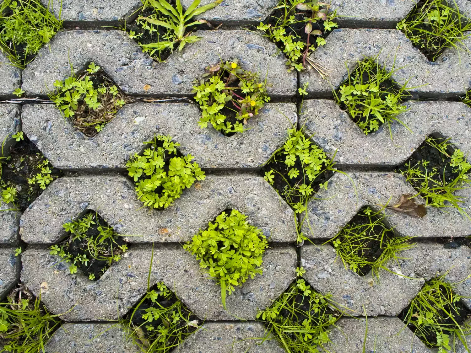 37 Creative Herb Garden Ideas to Transform Your Indoor and Outdoor Spaces Contain Spread With Concrete Pavers