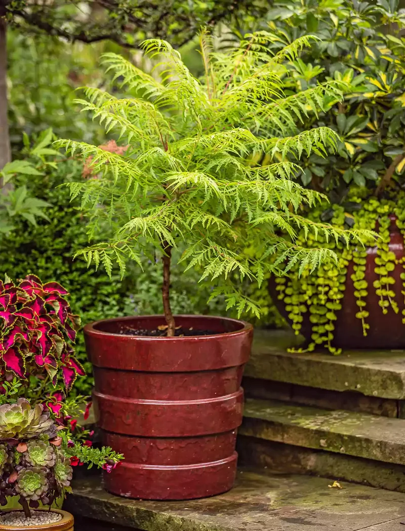 Contrasting Pot and Plant Colors
