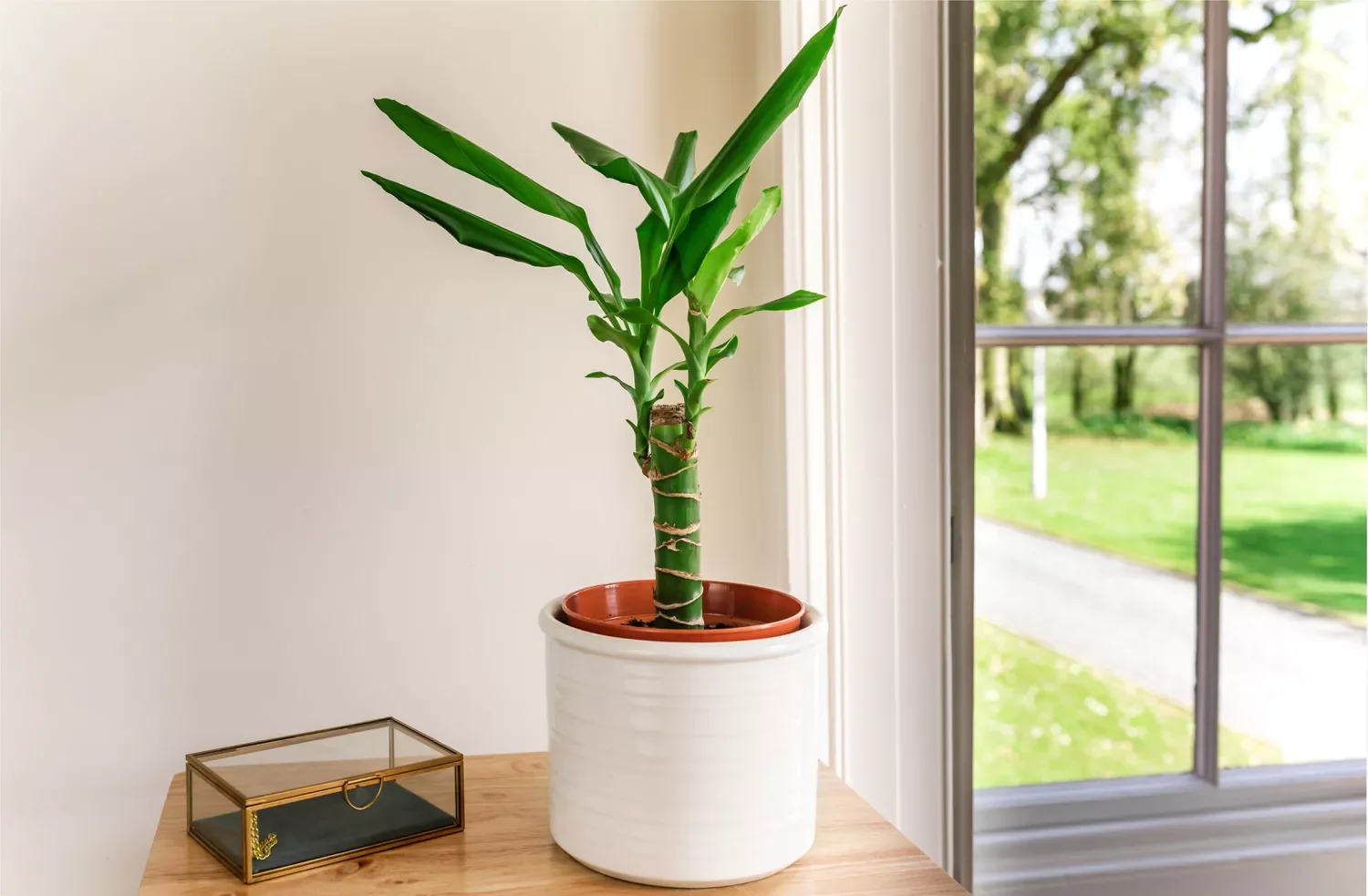 30 Beautiful Indoor Plants That Will Transform Your Home Into a Green Paradise 25 Corn Plant