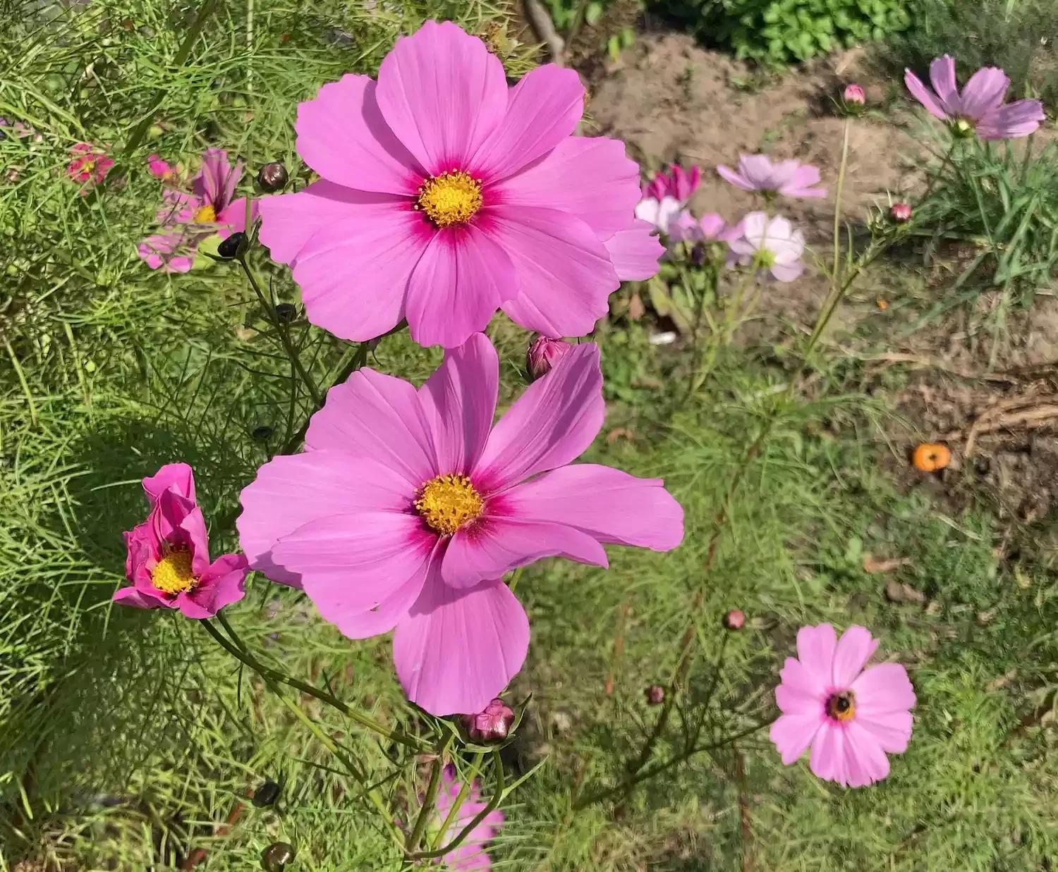 15 Stunning Wildflower Garden Designs to Transform Your Backyard Into a Natural Paradise Cosmos: Late Summer Pollinator Magnets