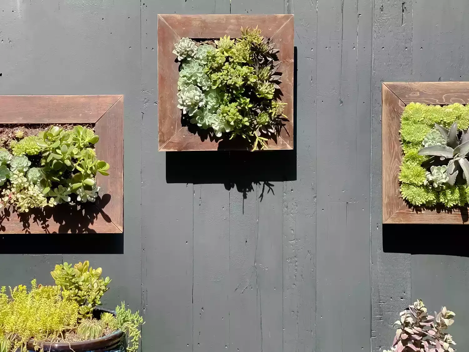 Create DIY Succulent Wall Trays