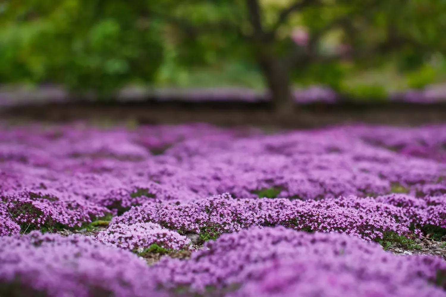 37 Creative Herb Garden Ideas to Transform Your Indoor and Outdoor Spaces Create Herb Groundcover