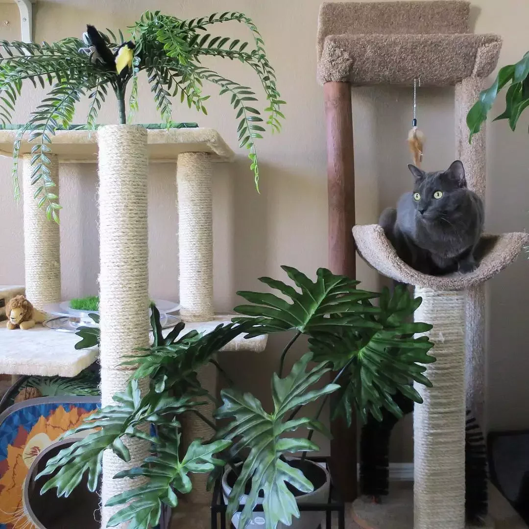 25 Stylish Cat Room Ideas That'll Transform Your Home Into a Feline Paradise 12 Create a Cat Jungle