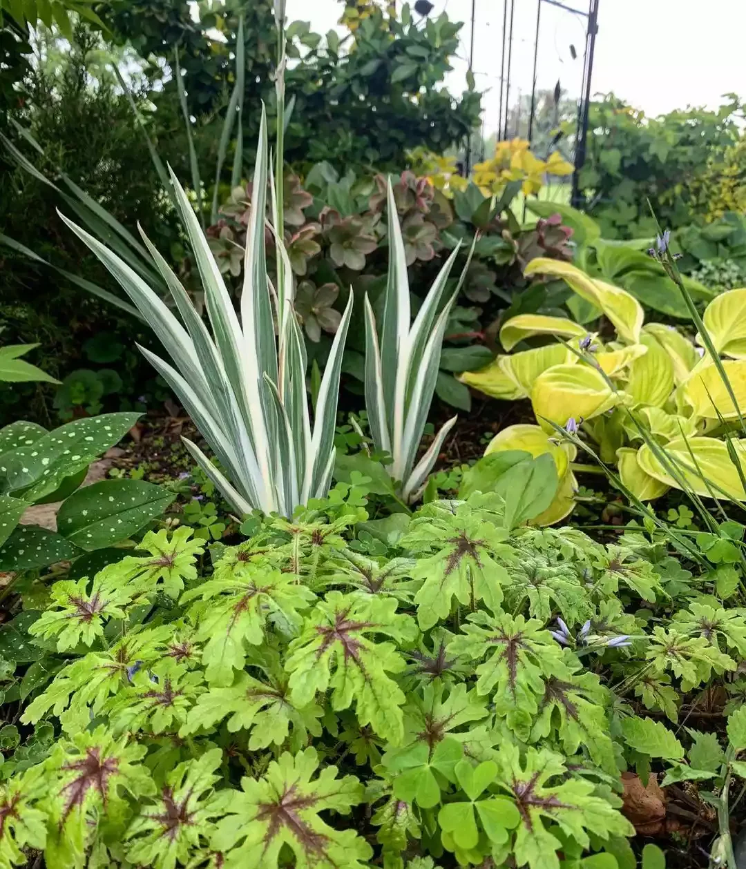 13 Effortless Garden Border Ideas That'll Transform Your Outdoor Space Create a Green Border