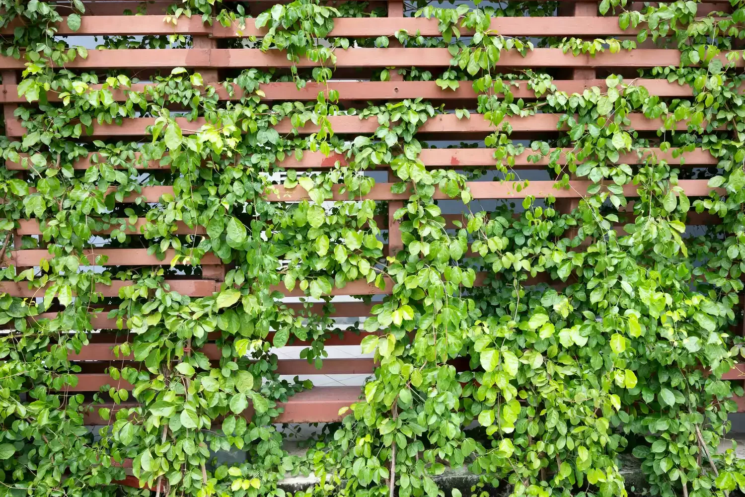 52 Stunning Wooden Fence Designs That Add Rustic Charm to Your Outdoor Space Create a Living Fence