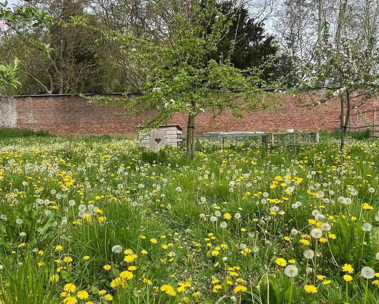 15 Stunning Wildflower Garden Designs to Transform Your Backyard Into a Natural Paradise Create a Natural Orchard