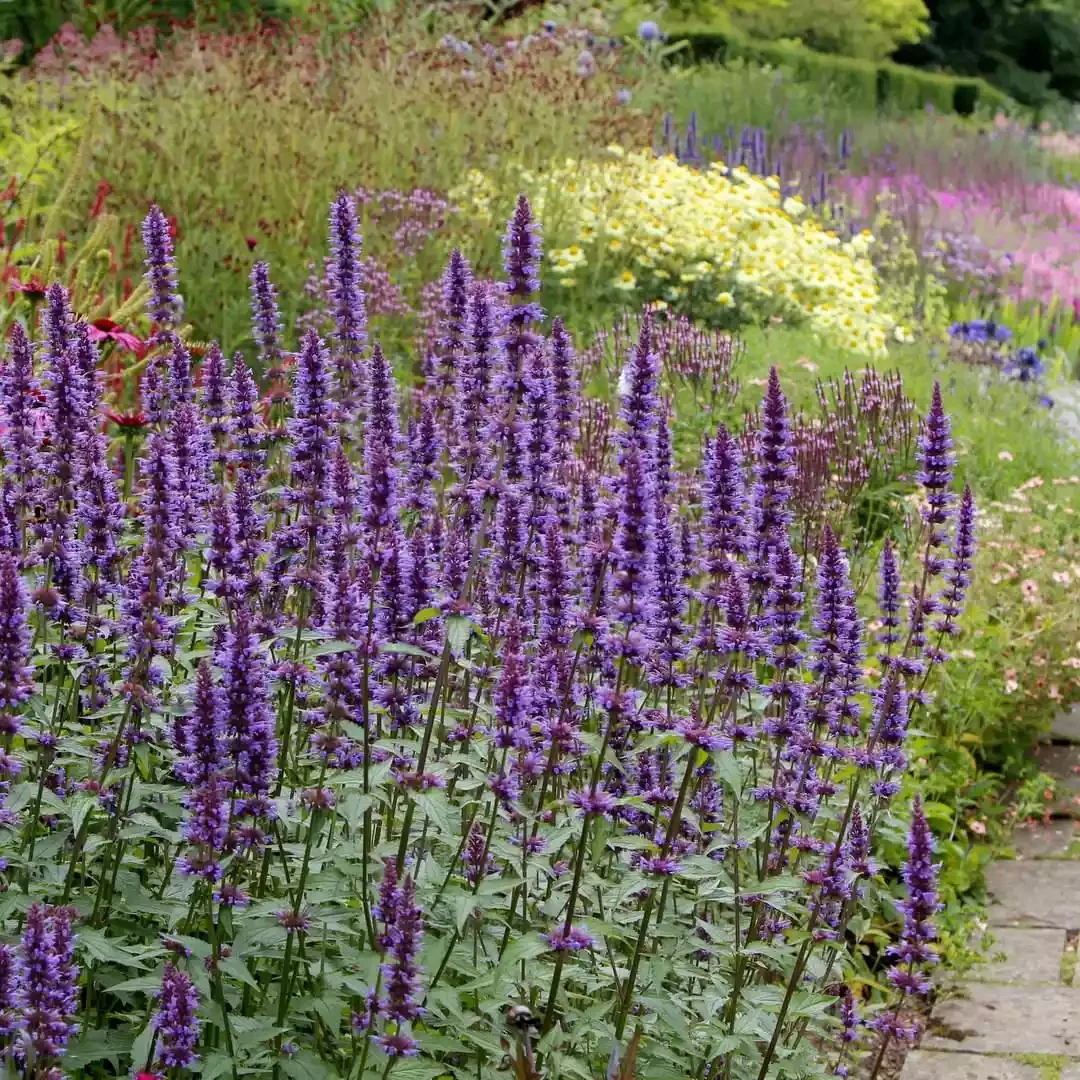 15 Stunning Wildflower Garden Designs to Transform Your Backyard Into a Natural Paradise Create a Wild Cottage Garden