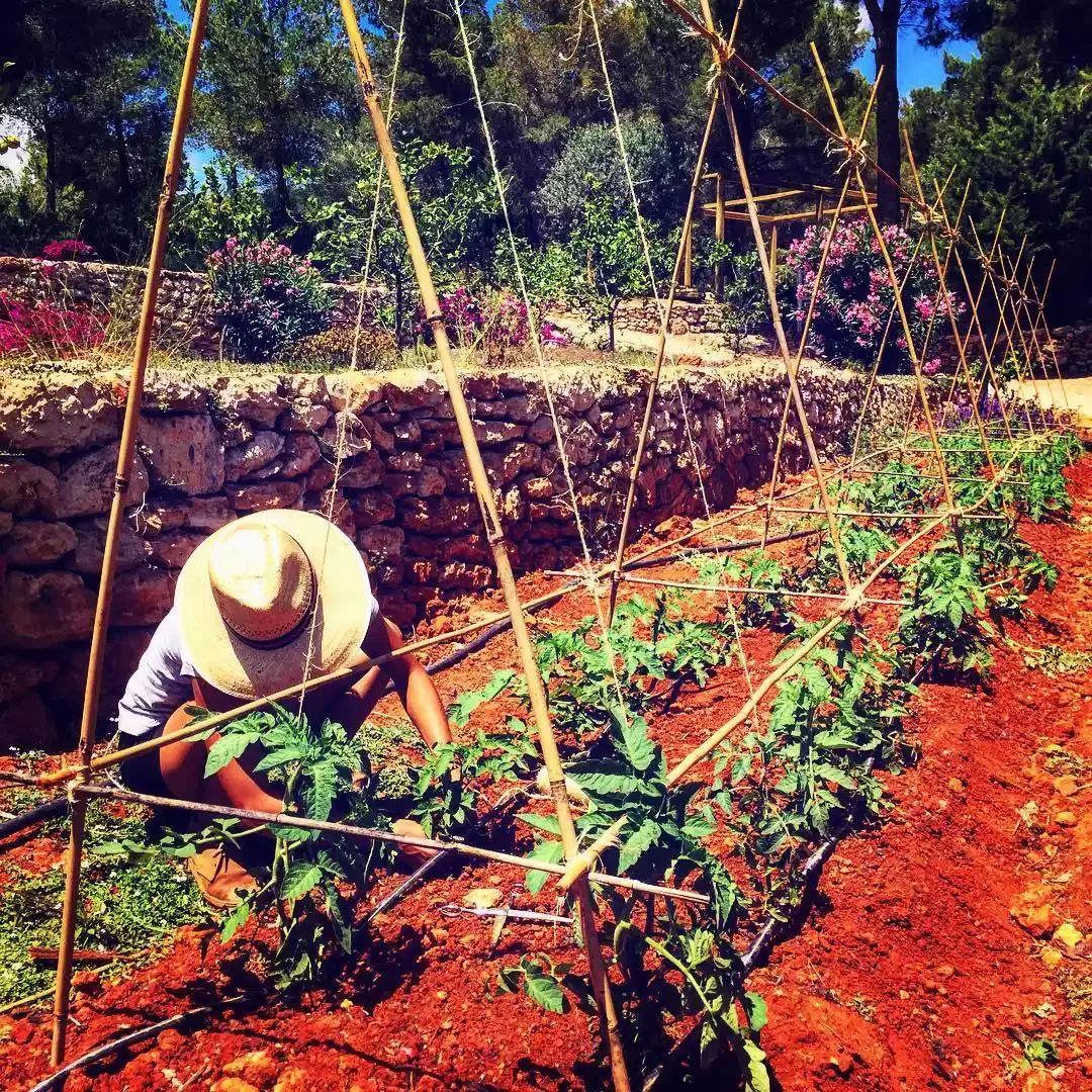 Create an A-Frame With Bamboo Poles