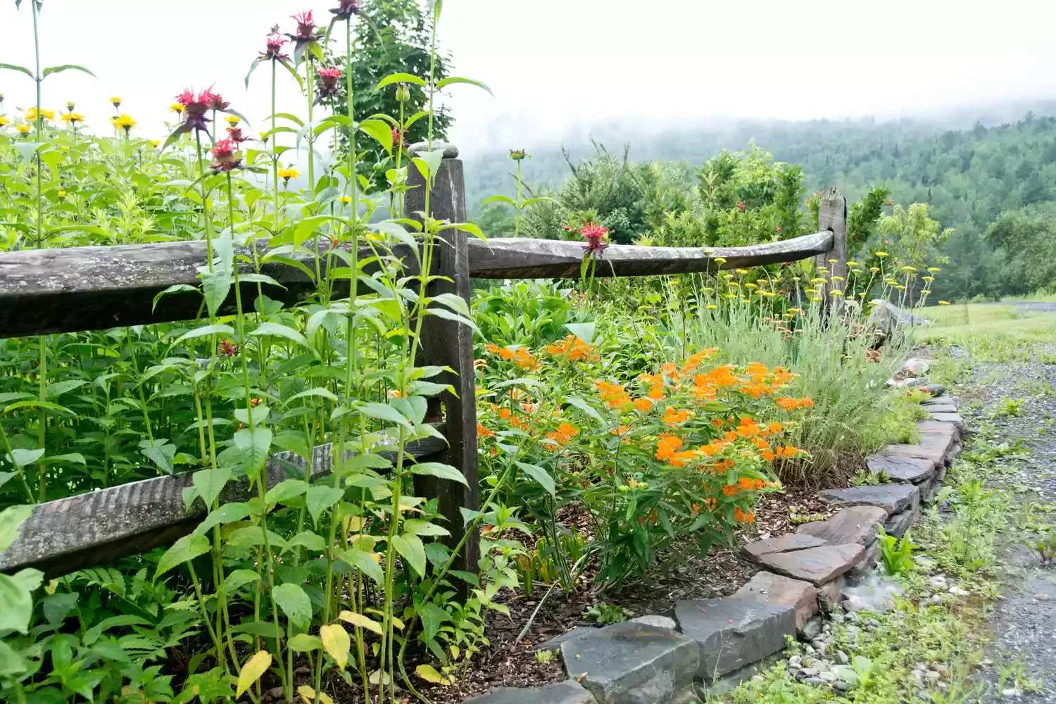 Create an Airy Pollinator Garden