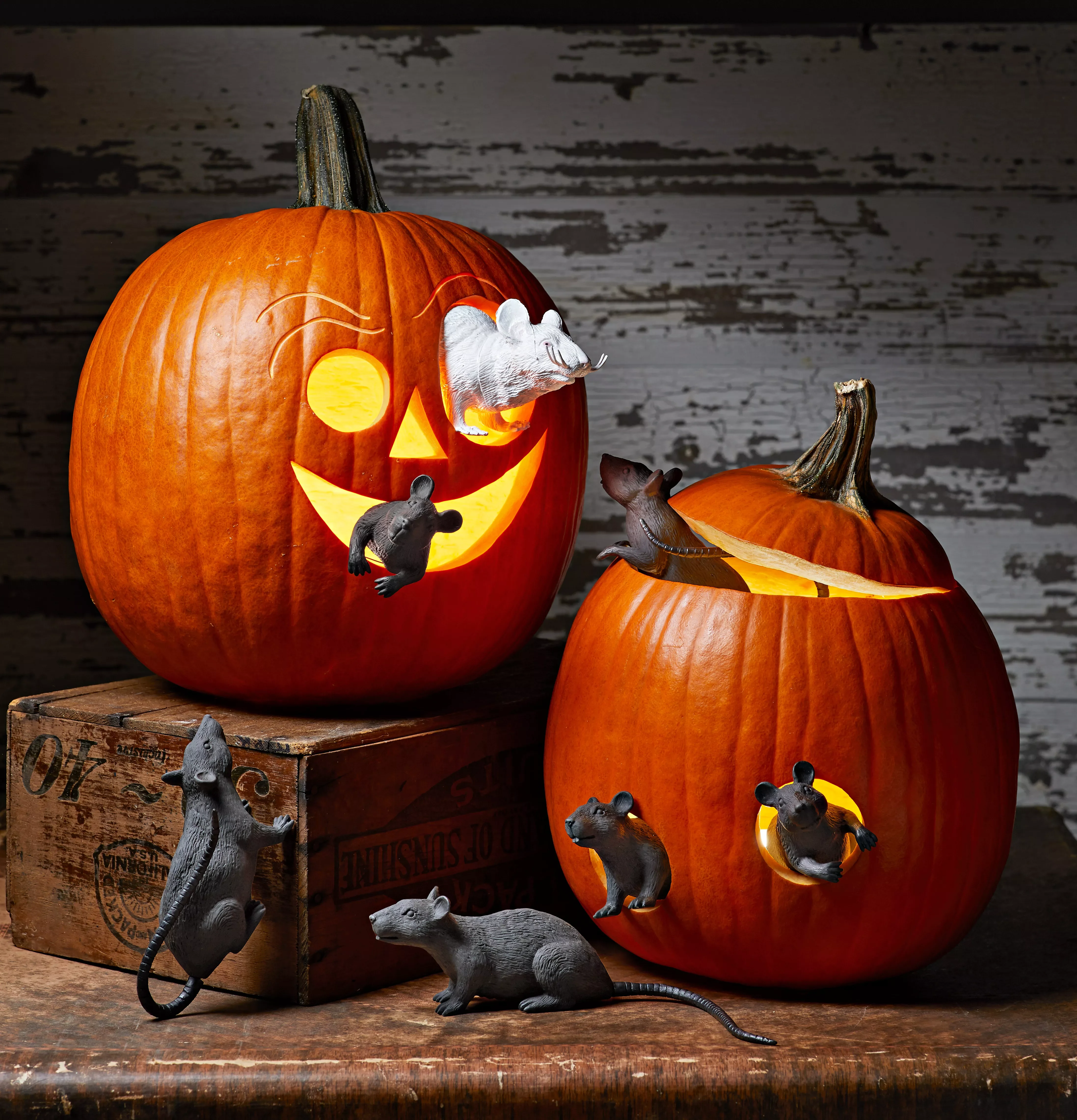 65 Free Pumpkin Carving Templates to Transform Your Porch 32 Creepy Critters