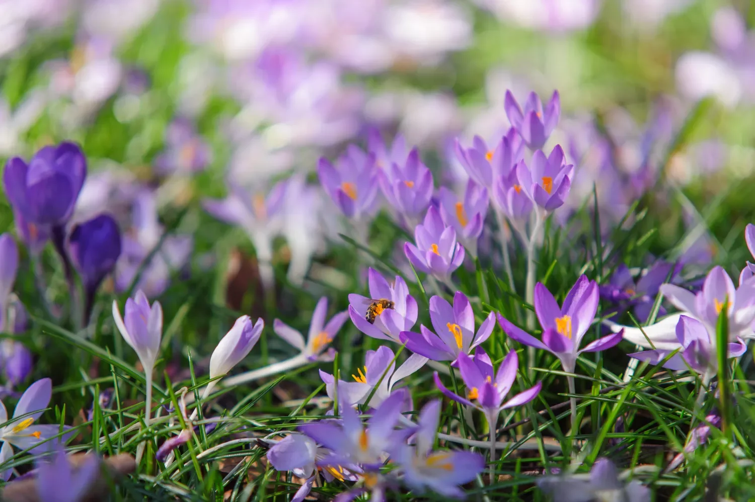 12 Spring Bulb Garden Ideas That Will Transform Your Outdoor Space This Year Crocuses
