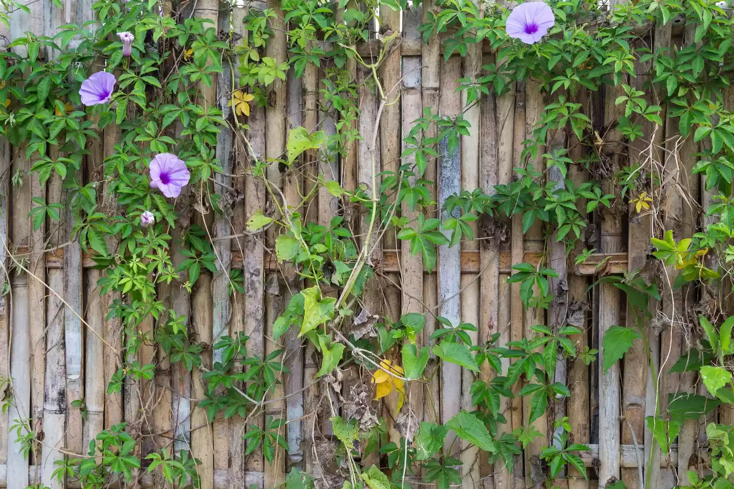 35 Creative DIY Garden Projects to Transform Your Outdoor Space DIY Garden Fence