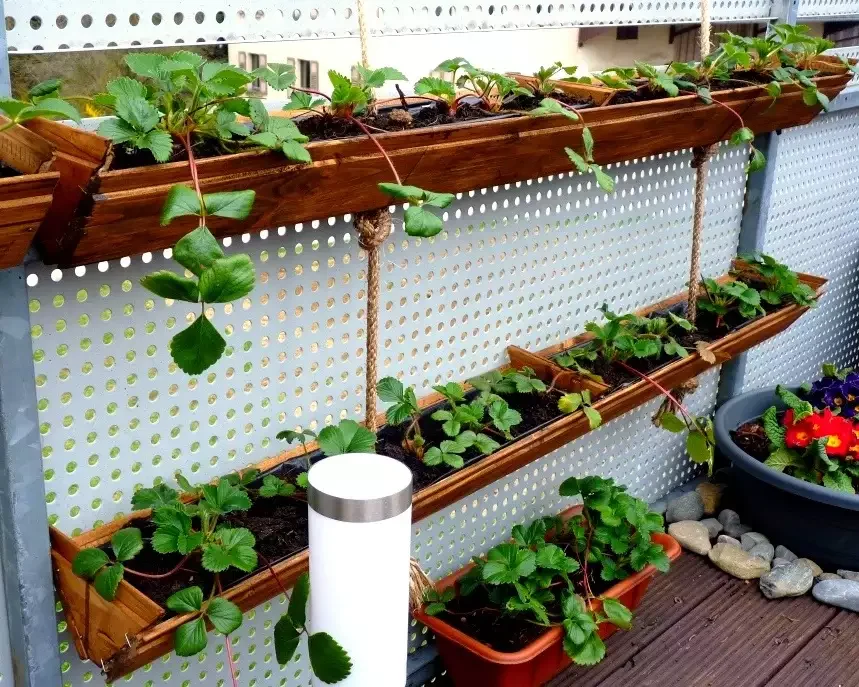 DIY Hanging Strawberry Planter