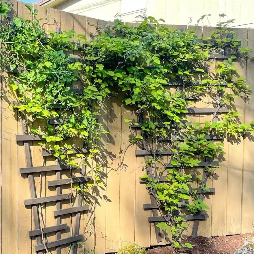 DIY Modern Trellis