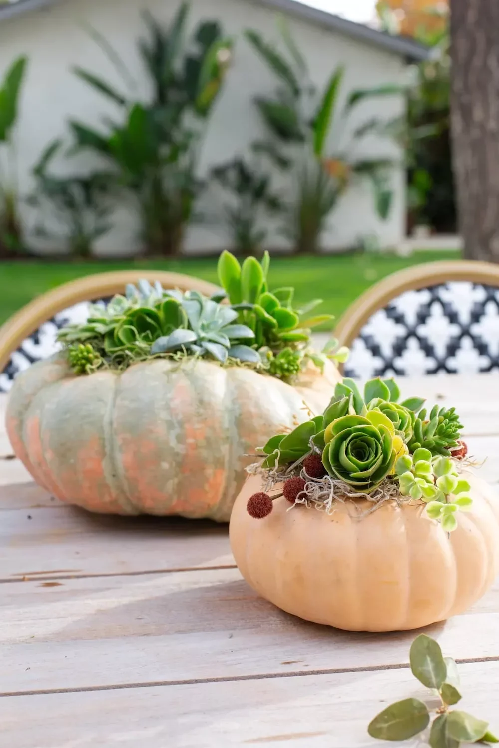 78 Beautiful Fall Table Decorating Ideas to Transform Your Seasonal Celebrations 63 DIY Succulent Pumpkins