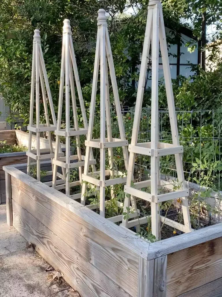 DIY Tomato Cage Trellis