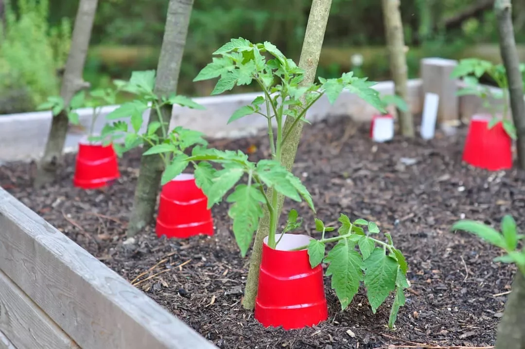 DIY With Sticks and Plastic Cups