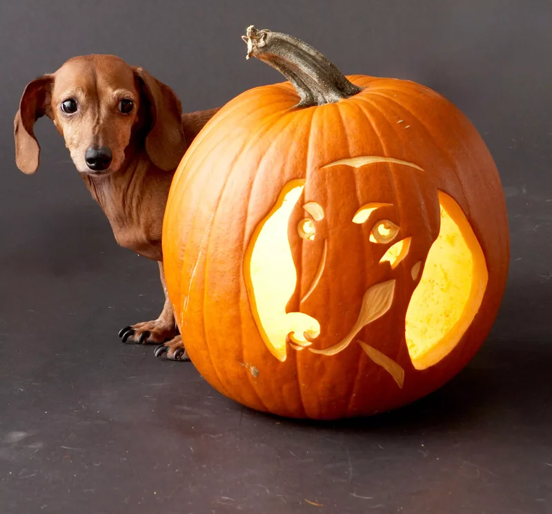 23 Canine Pumpkin Carving Templates That Are Free & Fun 11 Dachshund Pumpkin Stencil