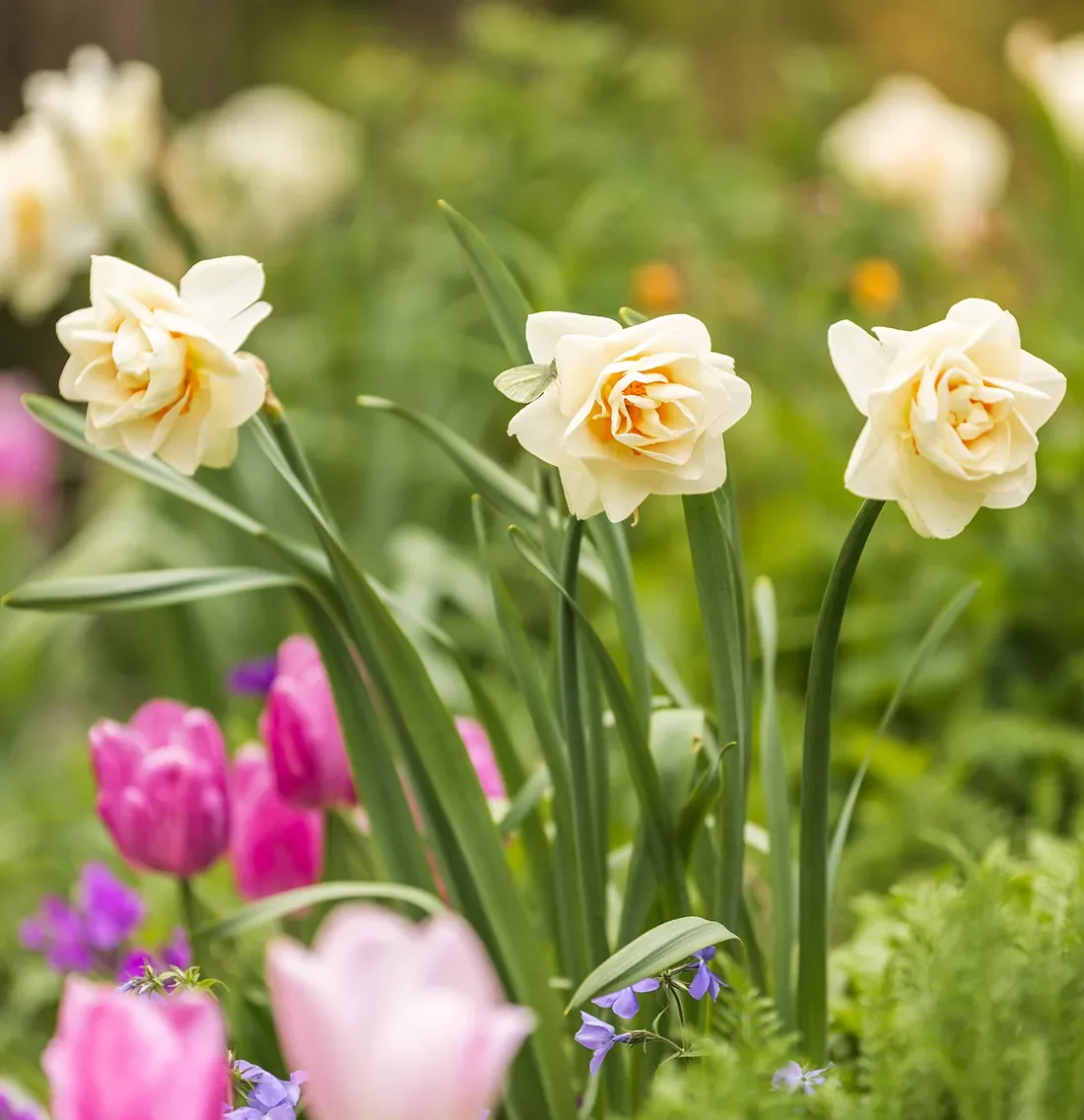 12 Spring Bulb Garden Ideas That Will Transform Your Outdoor Space This Year Daffodils