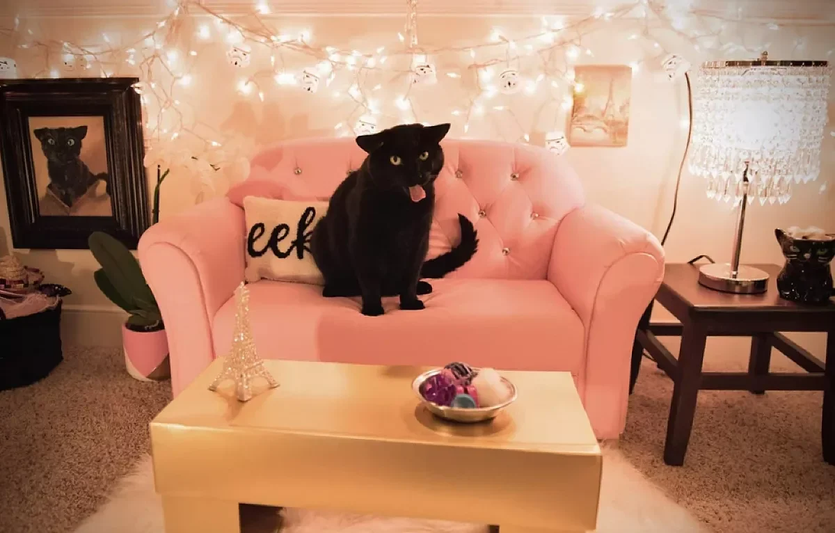 25 Stylish Cat Room Ideas That'll Transform Your Home Into a Feline Paradise 15 Design a Mini Living Room