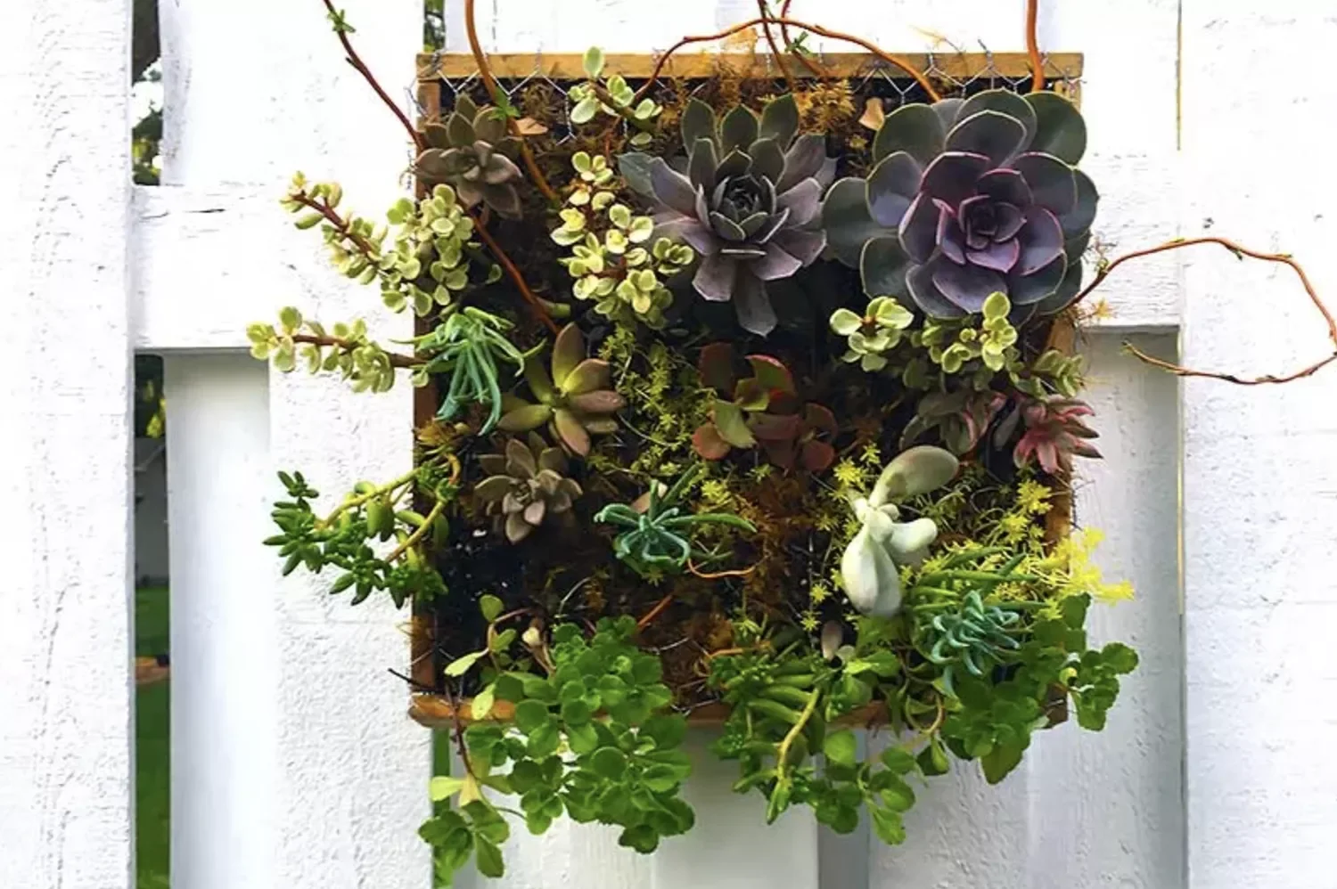 Design a Succulent Planter