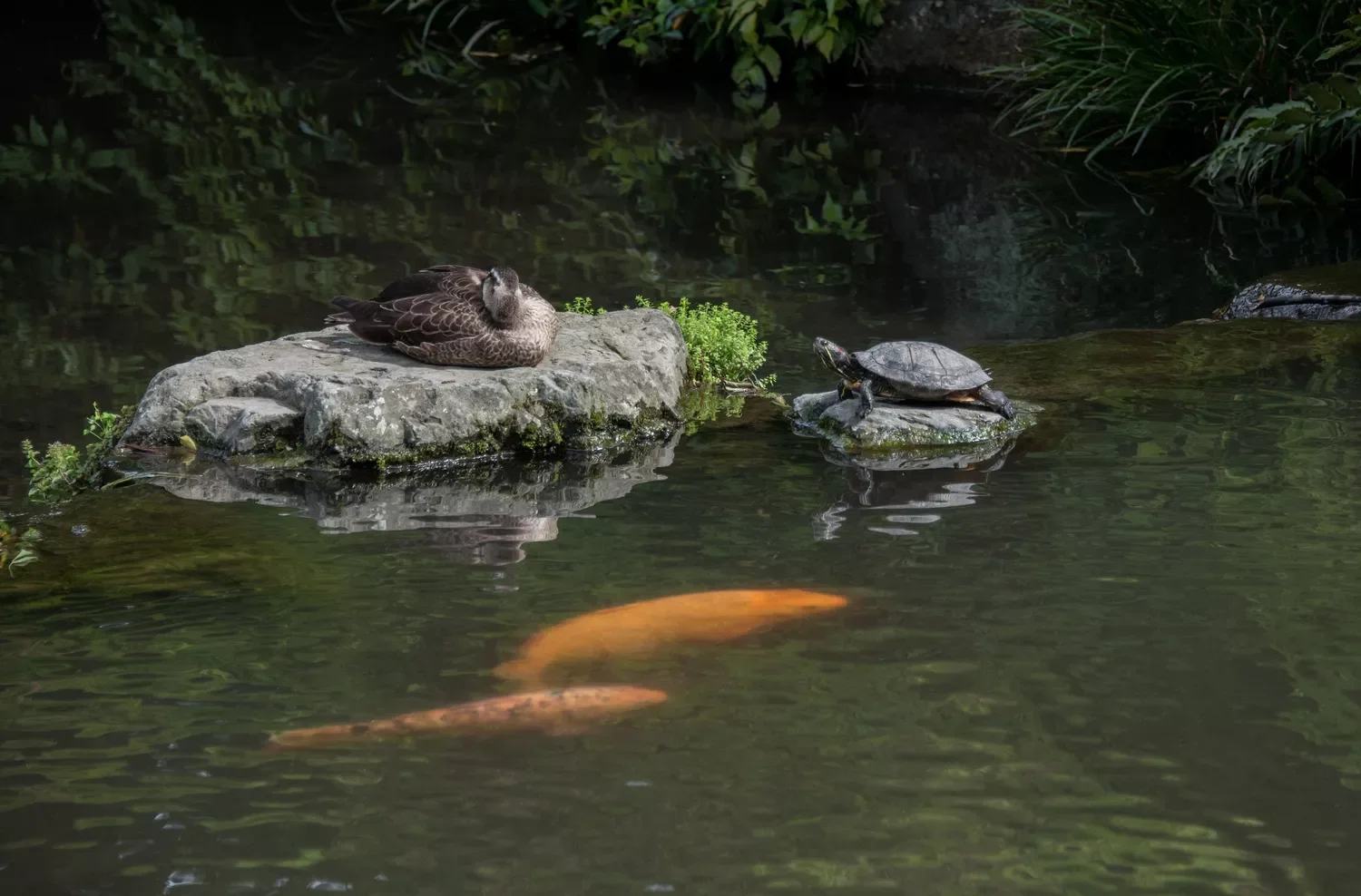 24 Beautiful Koi Pond Designs to Transform Your Outdoor Space Diverse Koi Pond