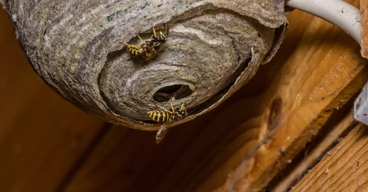 Do Landlord Pay for Wasp Nest Removal