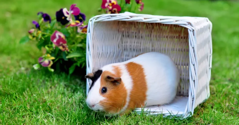 Do Landlords Allow Guinea Pigs? What You Need to Know!