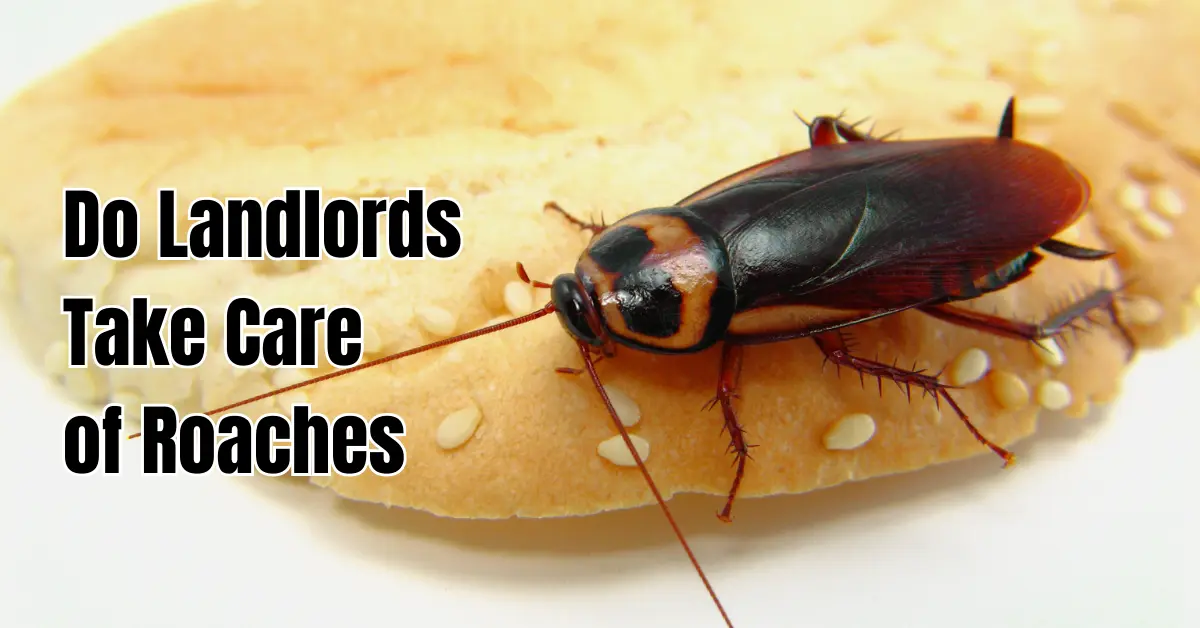 Do Landlords Take Care of Roaches