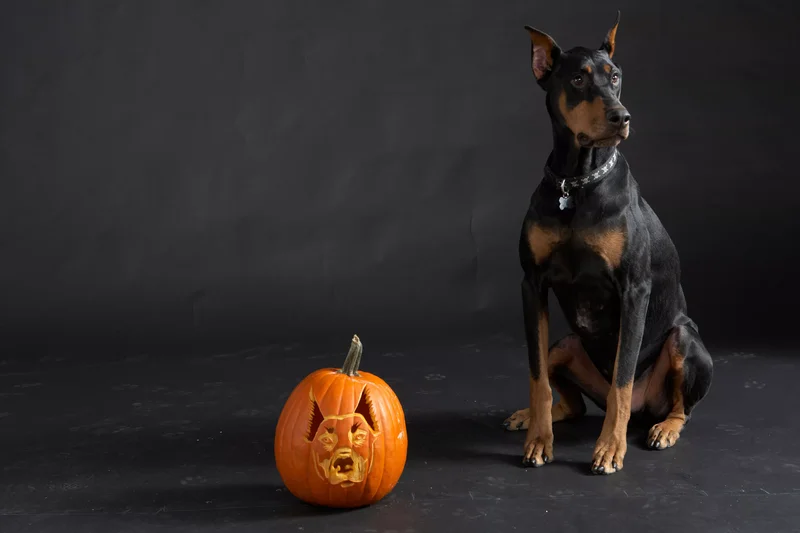 23 Canine Pumpkin Carving Templates That Are Free & Fun 13 Doberman Pinscher Pumpkin