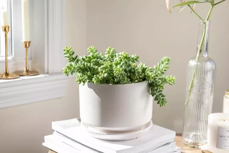 30 Beautiful Indoor Plants That Will Transform Your Home Into a Green Paradise 14 Donkey